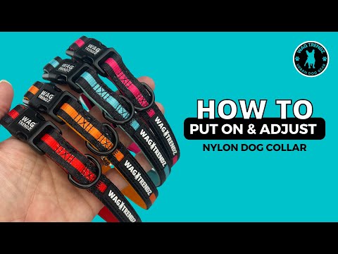 Video: How to put on and adjust dog collar