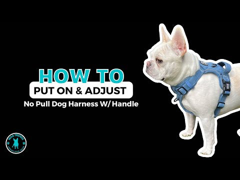 Dog Harness with Handle - No Pull - How To Put On A Dog Harness and Adjust - Wag Trendz®