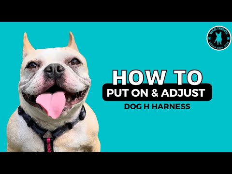 Video on how to put on and adjust h style dog harness