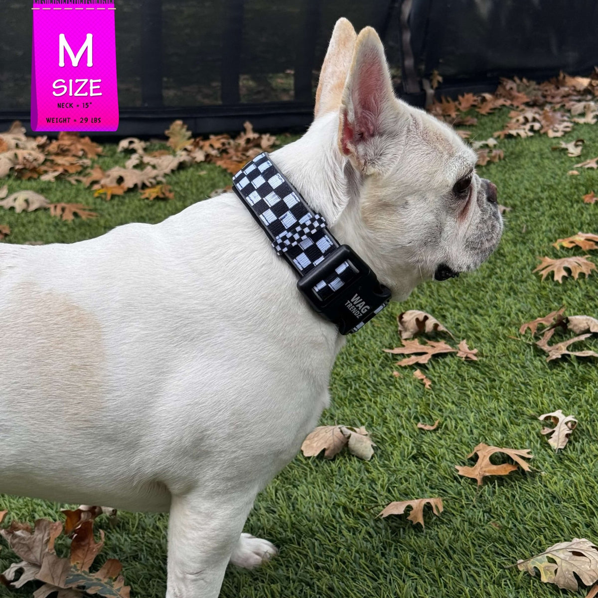 Reflective dog collar in black and white checkered on a white French Bulldog standing outdoors