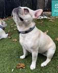 Reflective dog collar in black and white checkered on a cream French Bulldog sitting outdoors in the grass