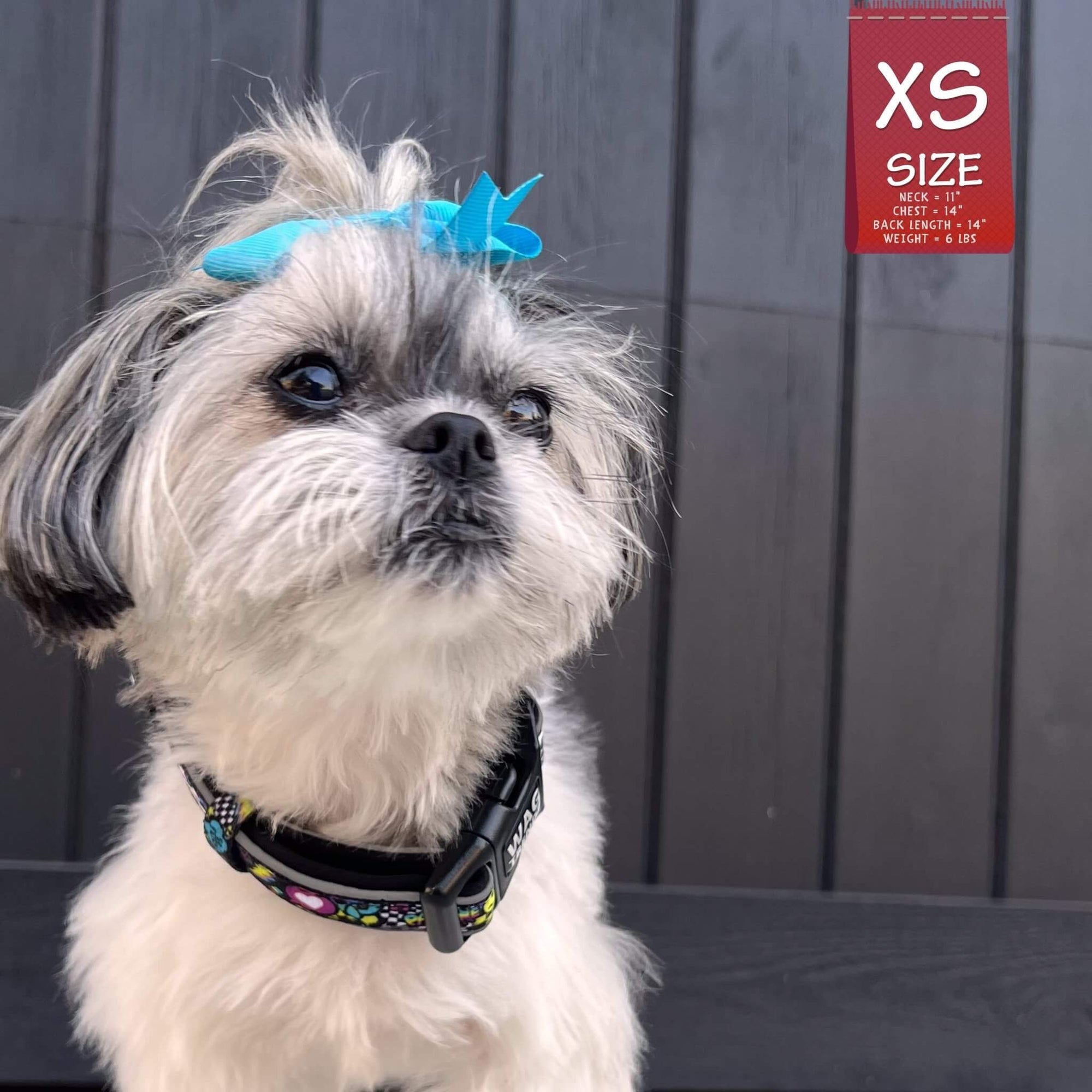 Reflective Dog Collar Skull Society – Inner Rebel Spirit