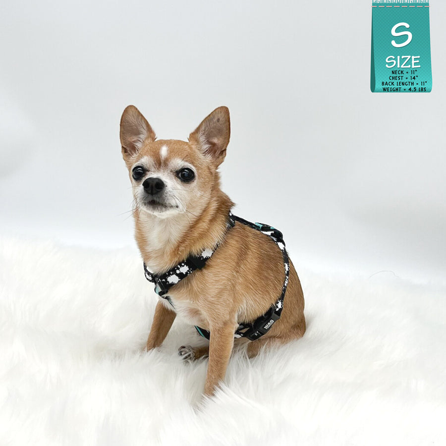 H Dog Harness - Roman Dog Harness - Chihuahua wearing small black with white paint splatter harness and teal accents - against solid white background - Wag Trendz