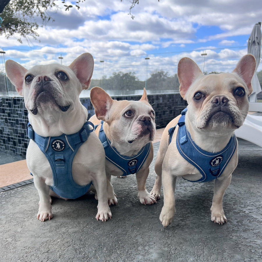 Denim Dog Harness - Reflective and No Pull - French Bulldogs wearing Downtown Denim Dog Harnesses with reflective accents sitting outdoors on a gray patio with a pool in the background and big blue sky with white puffy clouds - Wag Trendz