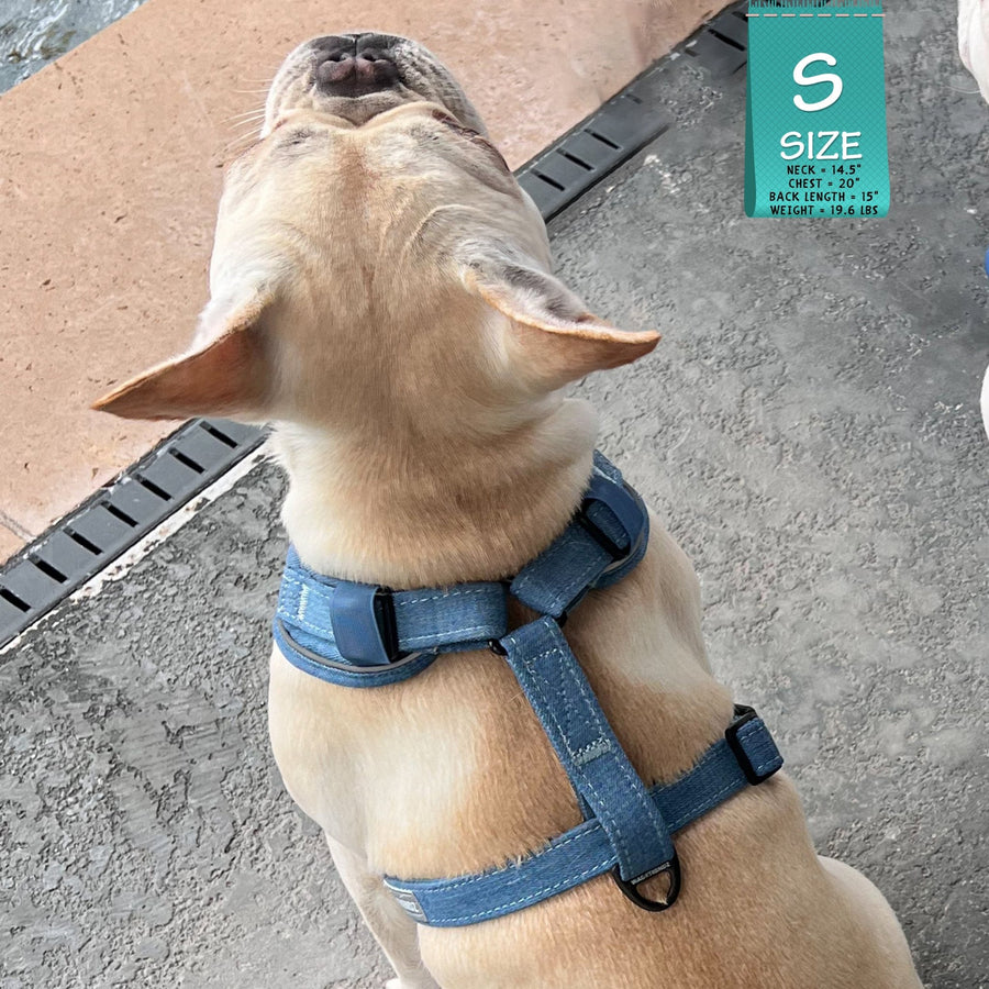 Denim Dog Harness - Reflective and No Pull - French Bulldog wearing Downtown Denim Dog Harness with reflective accents sitting outdoors on a dark gray patio looking up and showing backside of harness - Wag Trendz