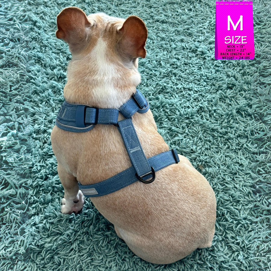 Denim Dog Harness - Reflective and No Pull - French Bulldog wearing Downtown Denim Dog Harness with reflective accents sitting on teal carpet showing the backside of the harness - Wag Trendz