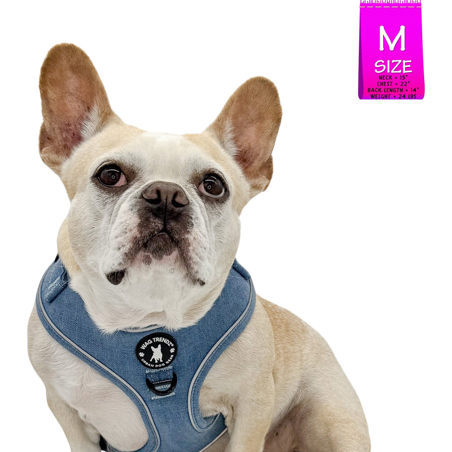Denim Dog Harness - Reflective and No Pull - French Bulldog wearing Downtown Denim Dog Harness with reflective accents - against solid white background - Wag Trendz