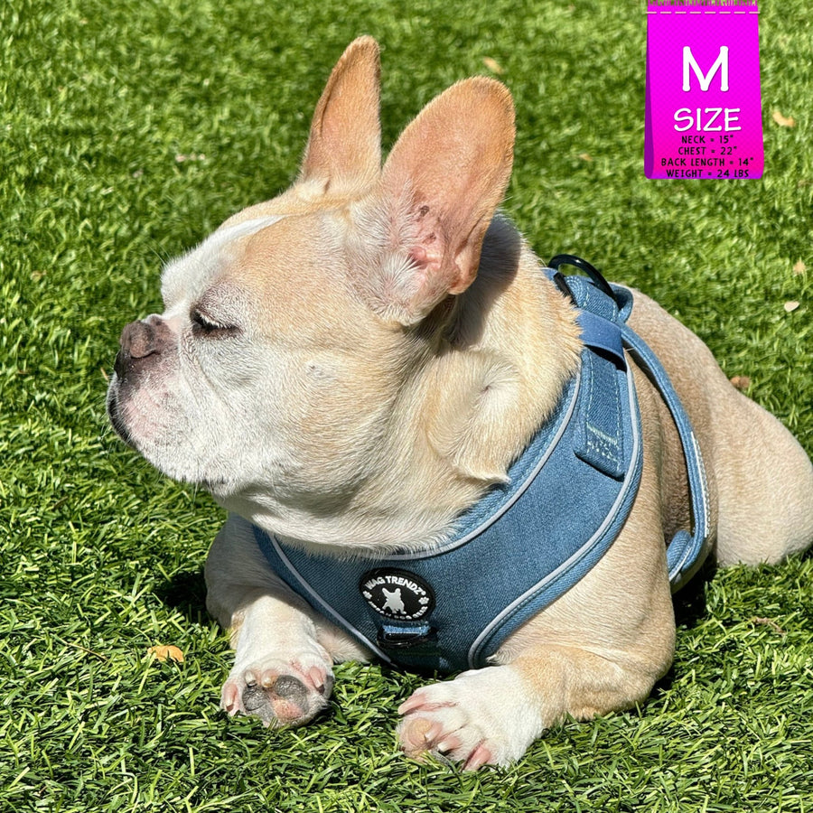 Denim Dog Harness - Reflective and No Pull - French Bulldog wearing Downtown Denim Dog Harness with reflective accents laying outdoors in the green grass  - Wag Trendz