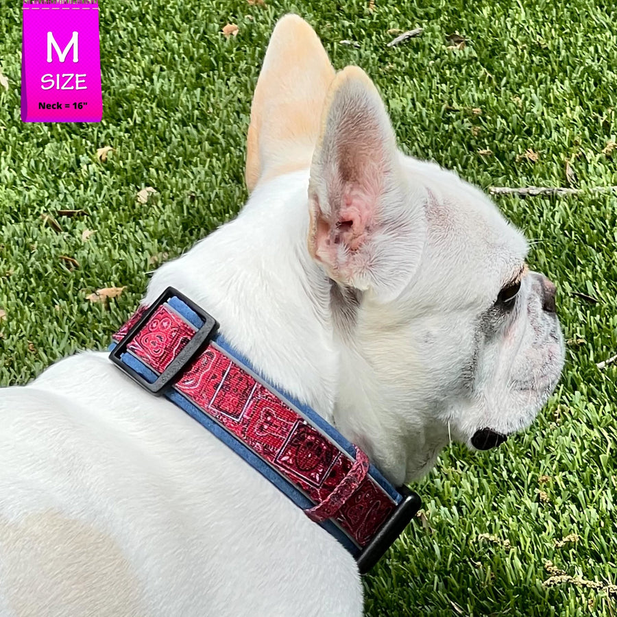 Dog Collar and Leash Set - French Bulldog wearing Bandana Boujee Red Reflective Dog Collar - outdoors in the green grass - Wag Trendz