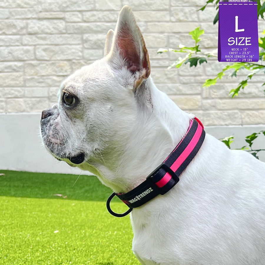 Dog Collar and Leash Set - French Bulldog wearing Dog Collar in solid black with bold hot pink stripe - standing outdoors in the green grass - Wag Trendz