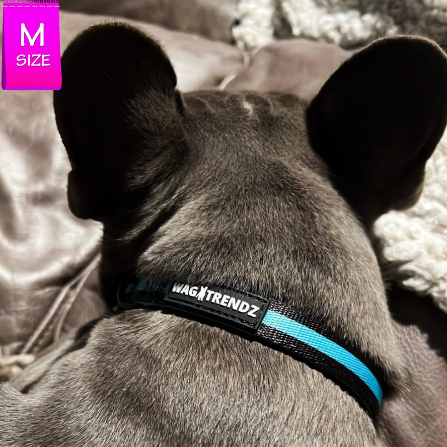 Dog Collar and Leash Set - French Bulldog wearing Medium Dog Collar in solid black with bold teal stripe - laying indoors - Wag Trendz