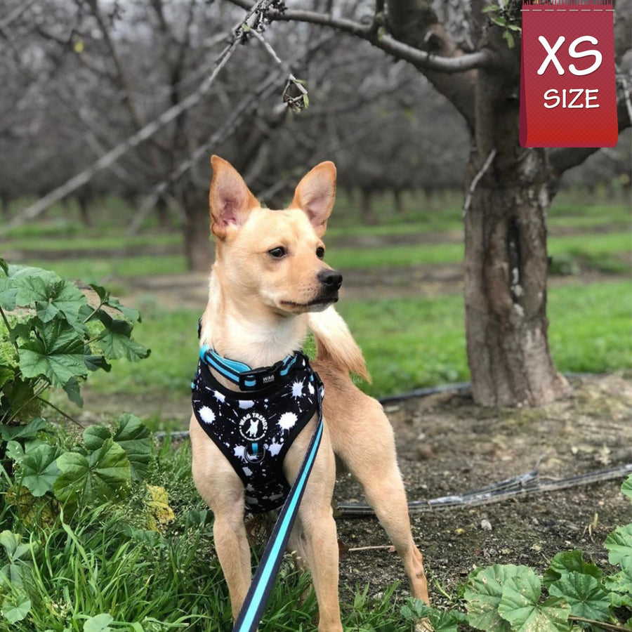 Dog Collar Harness and Leash Set - Chihuahua wearing XS Dog Collar, Adjustable Harness and Leash in black and white paint splatter design with bold teal accents  - standing outdoors in the grass - Wag Trendz