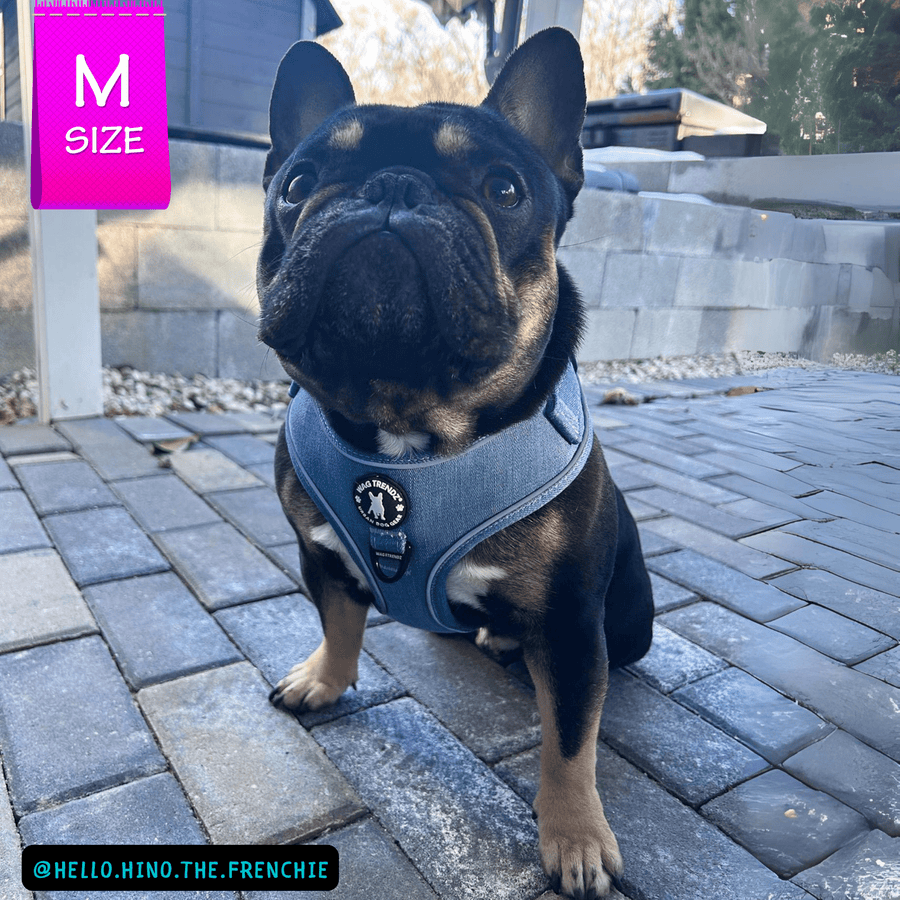Dog Harness and Leash - French Bulldog wearing Downtown Denim Dog Harness - sitting outdoors on gray pavers and cinder block wall in background - Wag Trendz