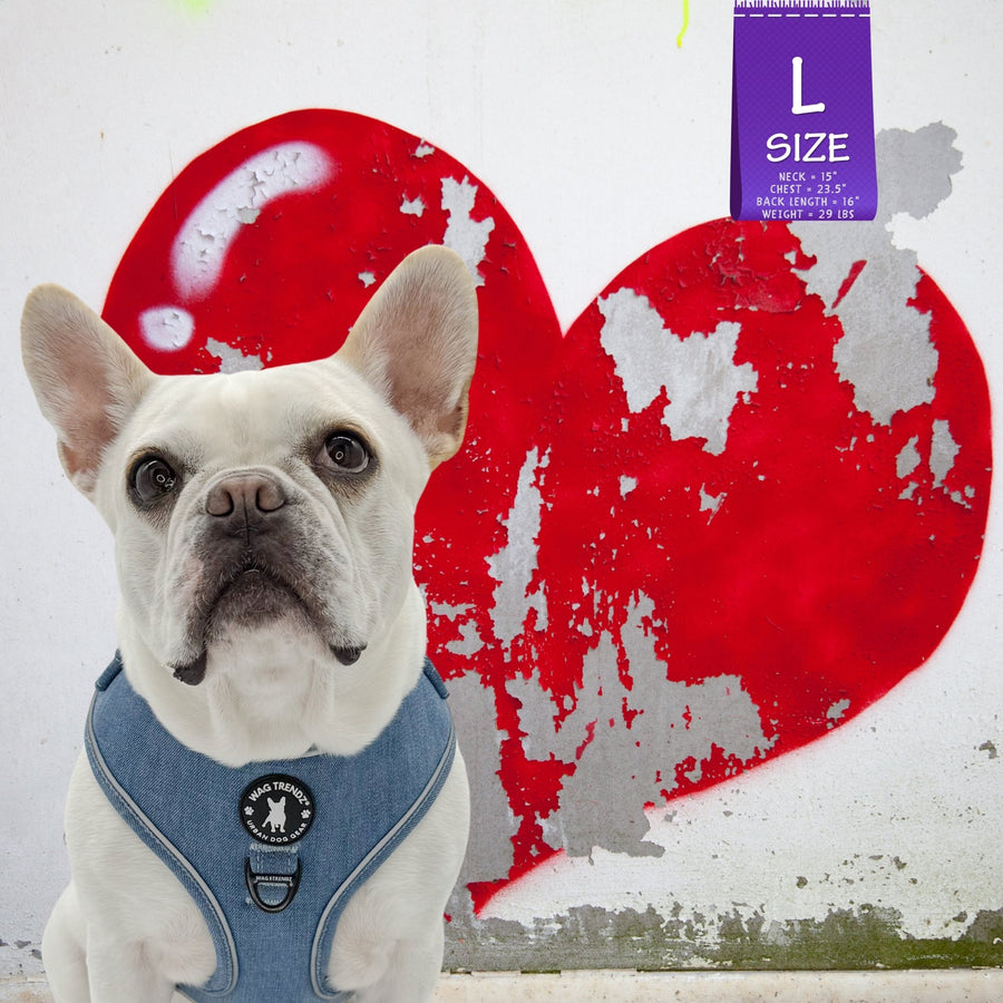 Dog Harness and Leash - French Bulldog wearing Downtown Denim Dog Harness - sitting outdoors with a white and gray concrete wall painted with a red heart in the background - Wag Trendz