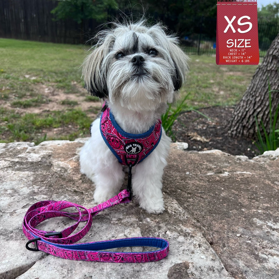 Dog Harness and Leash Set - Shih Tzu mix wearing Bandana Boujee Dog Harness with attached leash in Hot Pink with Denim Accents - sitting outdoors on a rock - Wag Trendz
