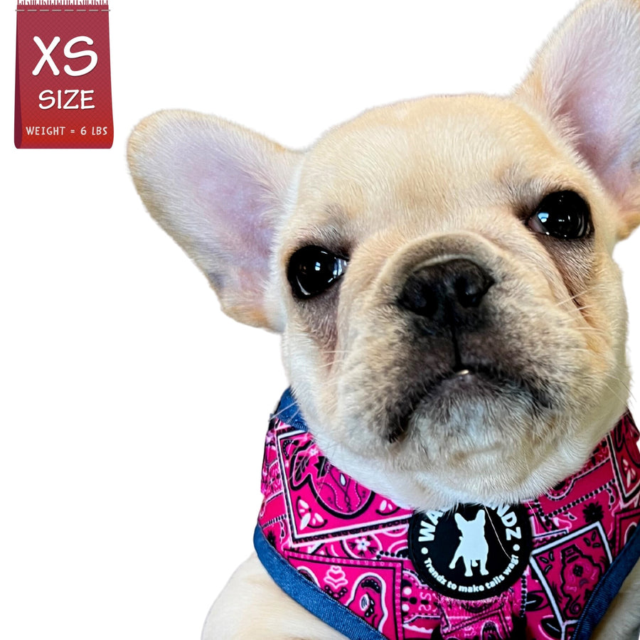 Dog Harness and Leash Set - French Bulldog Puppy wearing Bandana Boujee Dog Harness in Hot Pink with Denim Accents - against solid white background - Wag Trendz