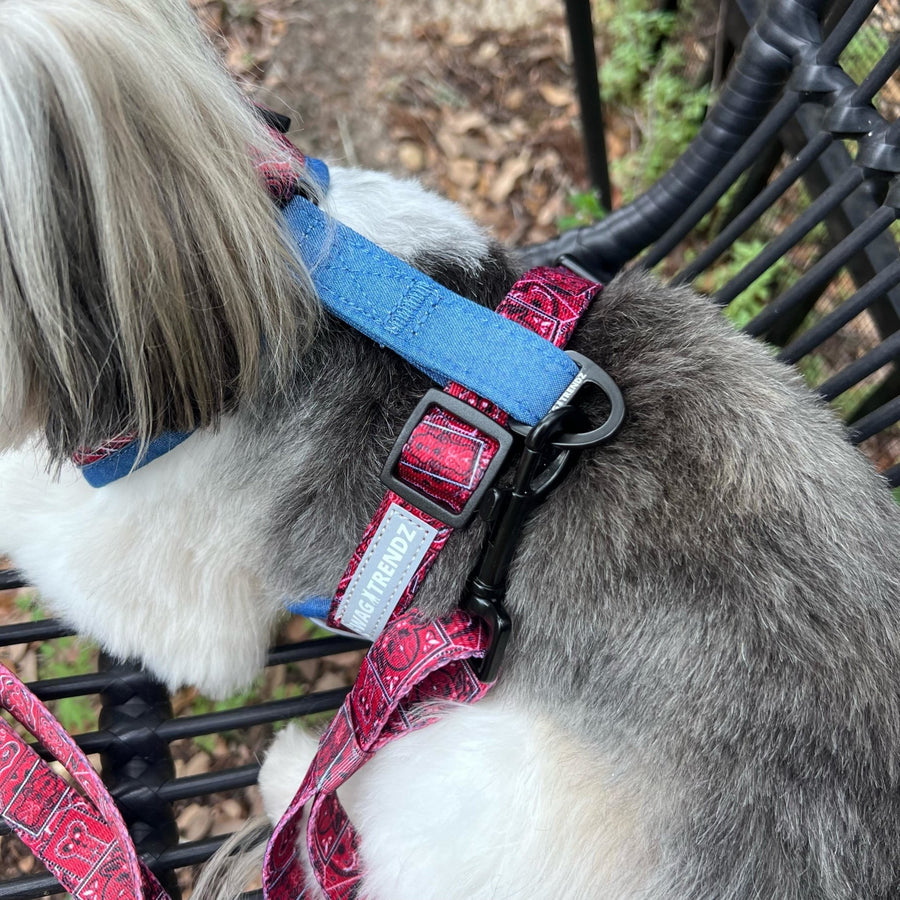 Dog Harness and Leash Set - Shih Tzu mix wearing Bandana Boujee Dog Harness with attached leash in Red with Denim Accents - sitting outdoors on a black chair - Wag Trendz