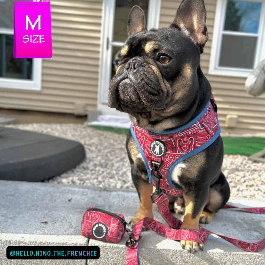 Dog Harness and Leash Set - French Bulldog wearing Bandana Boujee Dog Harness and Adjustable Leash and Poo Bag Holder in Red with Denim Accents - sitting outdoors on concrete with brown house in background  - Wag Trendz