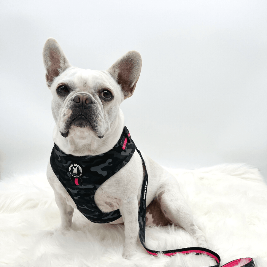 Dog Harness and Leash Set worn by cute white Frenchie Bulldog wearing harness in black & gray camo with hot pink accents and matching leash with a solid white background - Wag Trendz