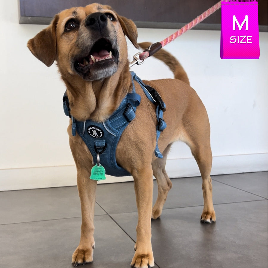 Dog Harness With Handle - No Pull - Medium size dog wearing a medium Downtown Denim Dog Harness - standing indoors with a white wall in background  - Wag Trendz