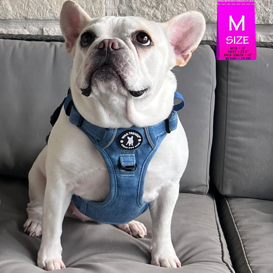 Dog Harness With Handle - No Pull - French Bulldog wearing a Medium Downtown Denim Dog Harness with Handle - sitting outdoors on a gray couch - Wag Trendz