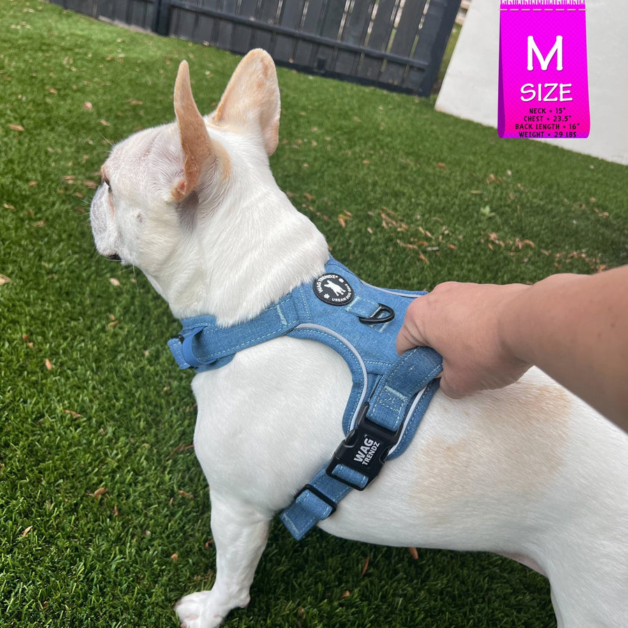 Dog Harness With Handle - No Pull - French Bulldog wearing a Medium Downtown Denim Dog Harness with Handle - standing outdoors in the green grass with a black fence in background with a human grabbing the handle of the harness - Wag Trendz