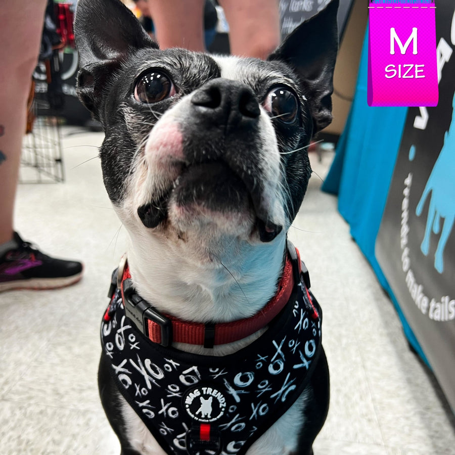 Dog Harness Vest - Adjustable - Front Clip - on a Boston Terrier wearing black with white XO's with red accents - sitting inside - Wag Trendz