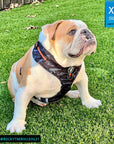 Dog Harness Vest - English Bulldog wearing black and gray camo dog adjustable harness with front clip and orange accents - sitting outside in the grass - Wag Trendz