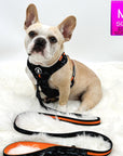 Dog Harness Vest - Frenchie Bulldog wearing black and gray camo dog adjustable harness with front clip and orange accents and matching leash attached - against solid white background - Wag Trendz 