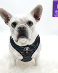 Dog Harness Vest - white Frenchie Bulldog wearing black and gray camo dog adjustable harness with front clip and orange accents - against solid white background - Wag Trendz