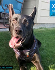 Dog Harness Vest - black German Shepherd mix wearing black and gray camo dog adjustable harness with front clip and orange accents - sitting outside in the green grass - Wag Trendz