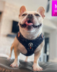 Dog Harness Vest - Frenchie Bulldog wearing black and gray camo dog adjustable harness with front clip and orange accents - standing inside on a couch - Wag Trendz