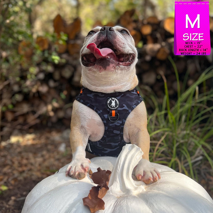 Dog Harness Vest - Frenchie Bulldog wearing black and gray camo dog adjustable harness with front clip and orange accents - standing outside looking up on a white pumpkin with fall leaves and wood pile in background - Wag Trendz