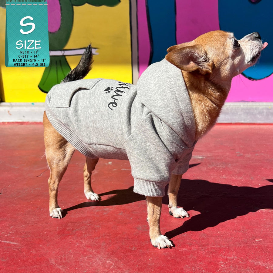 Dog Hoodie - Hoodies For Dogs - Chihuahua wearing "Stay Pawsitive" dog hoodie in gray - front view with paw print - standing outdoors on red concrete with graffiti glass in the background - Wag Trendz