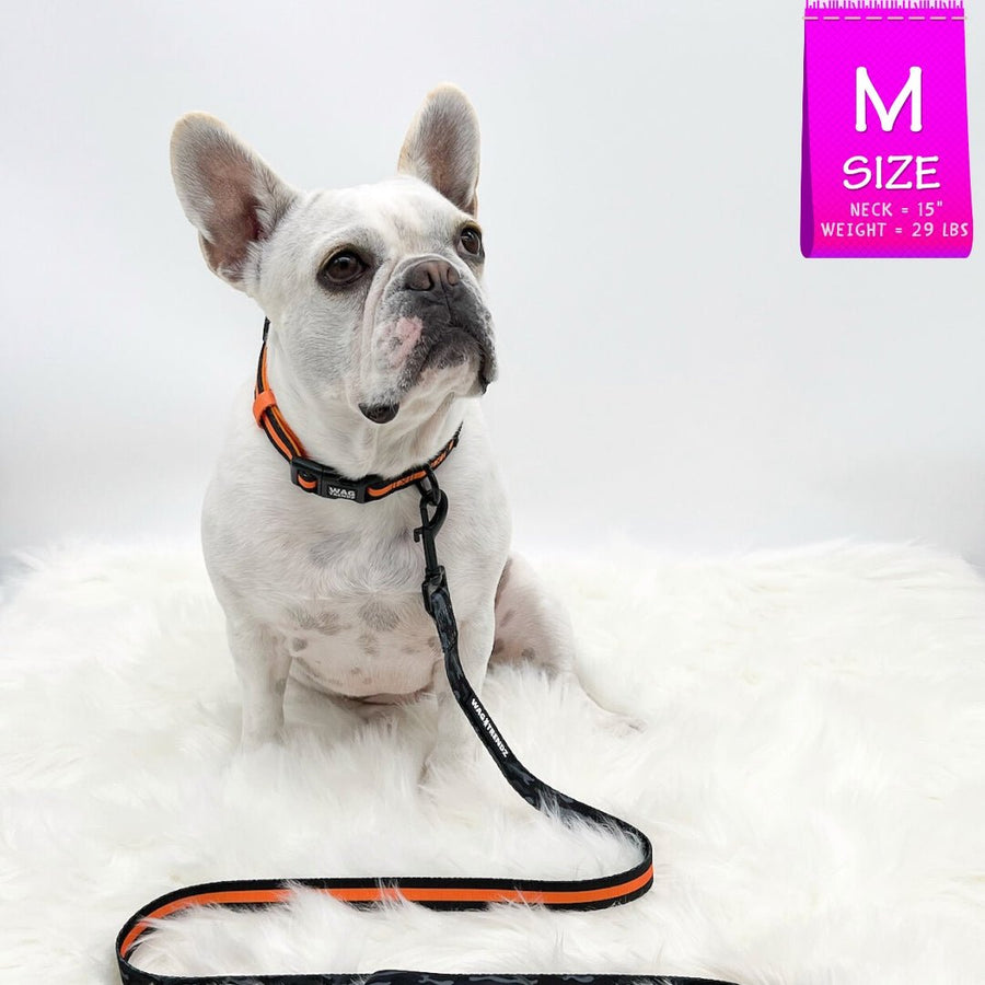 Nylon Dog Leash - French Bulldog wearing black and orange striped collar and leash attached with orange accents against a white background - Wag Trendz