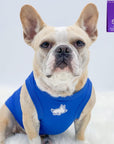Dog T-Shirt - Frenchie Bulldog wearing "Farm Life" blue dog t-shirt - pig emoji on chest in white - against a solid white background - Wag Trendz