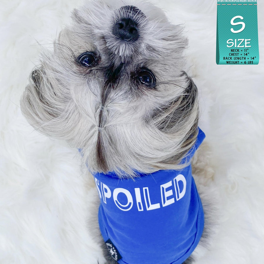 Dog T-Shirt - Shih Tzu mix wearing "Spoiled" dog t-shirt in royal blue with a SPOILED lettering in white - against solid white background - Wag Trendz