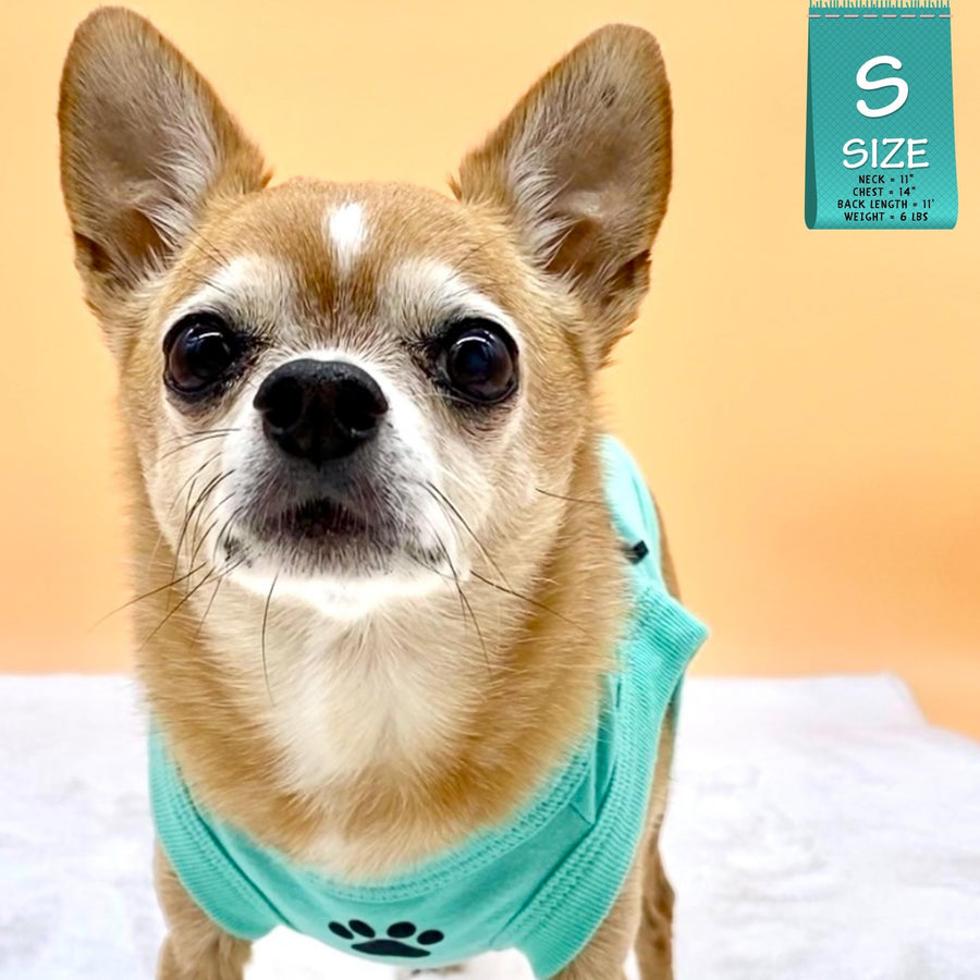 Dog T-Shirt - Chihuahua looking up wearing "Stay Pawsitive" teal dog t-shirt - with a paw print emoji in black on chest - against solid a white and peach colored background - Wag Trendz