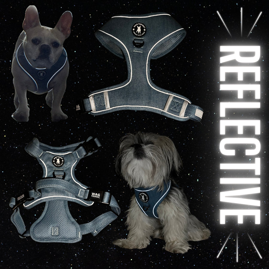 Harness and Leash Set + Poop Bag Holder - French Bulldog and Shih Tzu mix wearing Downtown Denim Dog Harness in low light conditions to show the reflective accents of the harness - with black galaxy background - Wag Trendz