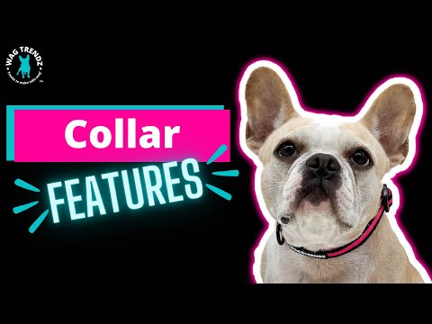 Dog Collar and Leash Set - collar product feature video  - Wag Trendz