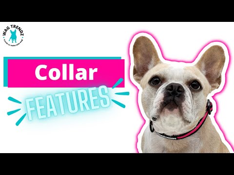 Nylon Dog Collar - dog collar features video - Wag Trendz