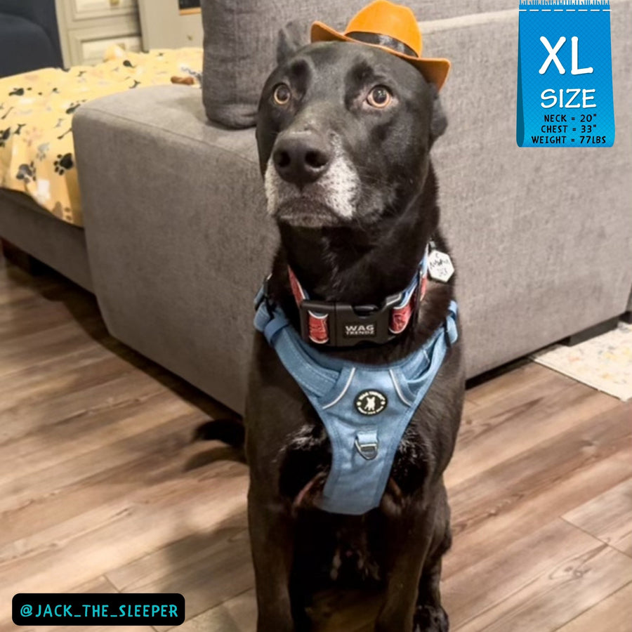 No Pull Dog Harness and Least Set - Large Dog wearing XL Downtown Denim Dog Harness with Handle and a brown cowboy hat - sitting indoors on hardwood floor - Wag Trendz