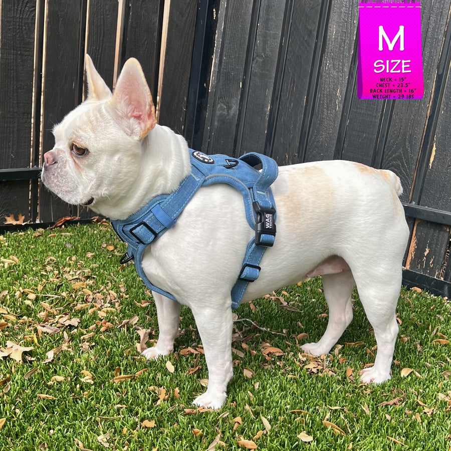 No Pull Dog Harness and Least Set - Frenchie Bulldog wearing Downtown Denim Dog Harness - standing outdoors in the green grass with a black fence in the background - Wag Trendz