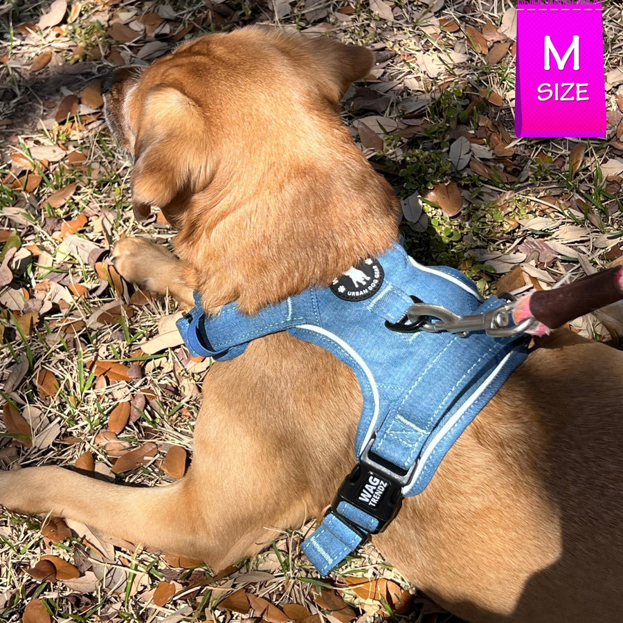 No Pull Dog Harness and Least Set - Medium size dog wearing a medium Downtown Denim Dog Harness - back view - laying in the grass with brown leaves - Wag Trendz