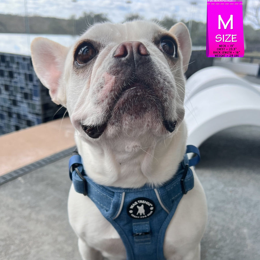 No Pull Dog Harness and Least Set + Poop  Bag Holder - French Bulldog wearing Downtown Denim Dog Harness - sitting outdoors on gray concrete and a black tiled pool in the background - Wag Trendz