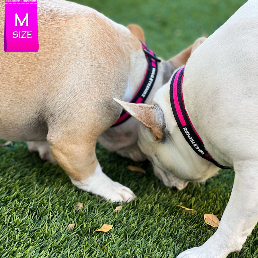Nylon Dog Collar - Pink - Two Frenchie's wearing black with bold pink stripe nylon dog collar - standing and sniffing in the grass - Wag Trendz