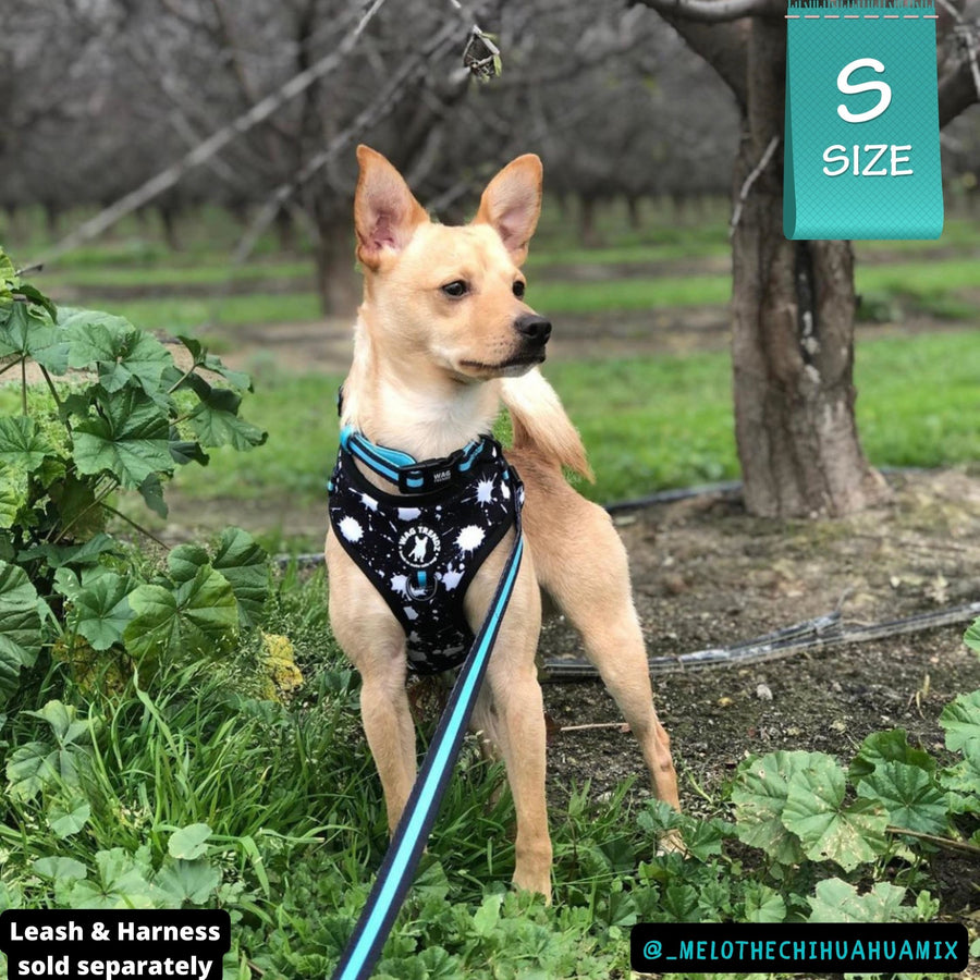 Nylon Dog Collar - Chihuahua wearing black nylon dog collar with bold teal stripe with matching leash attached and a harness vest on - standing outdoors in the grass - Wag Trendz