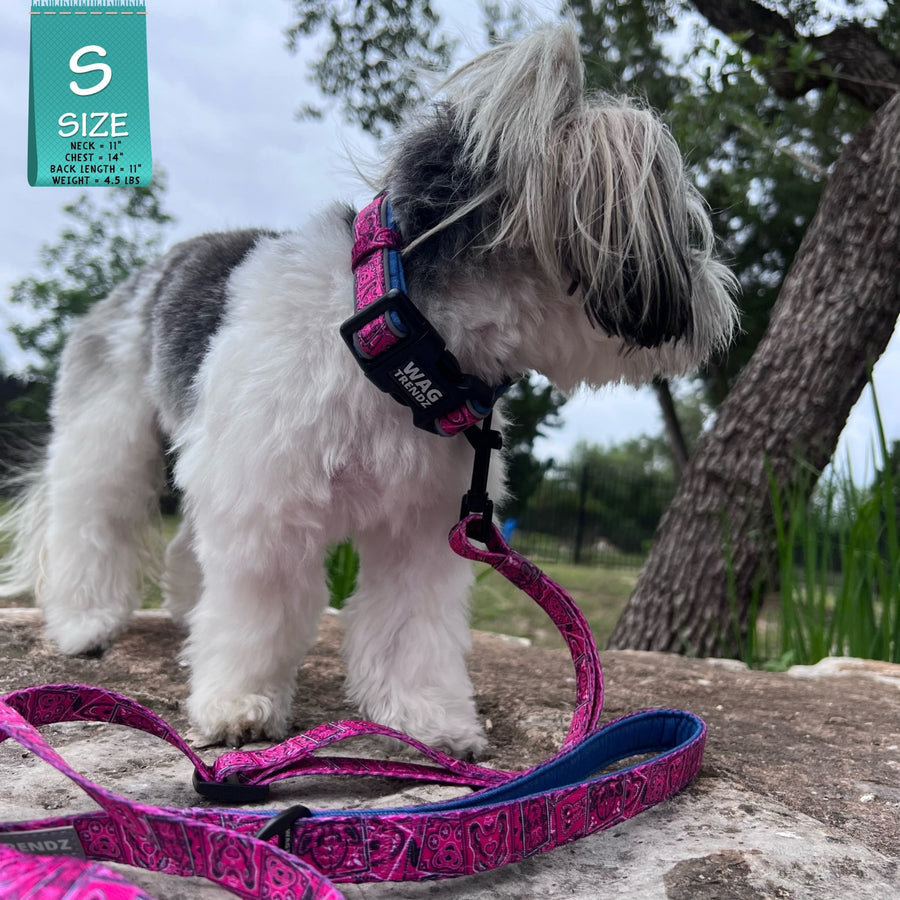 Reflective Dog Collar - Shih Tzu wearing Bandana Boujee Reflective Dog Collar with Denim padded interior with matching leash attached - standing outdoors on a rock - Wag Trendz