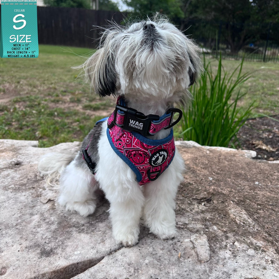 Reflective Dog Collar - Rescue Dog wearing Bandana Boujee Reflective Dog Collar with Denim padded interior with matching adjustable harness vest - sitting outdoors on a rock - Wag Trendz