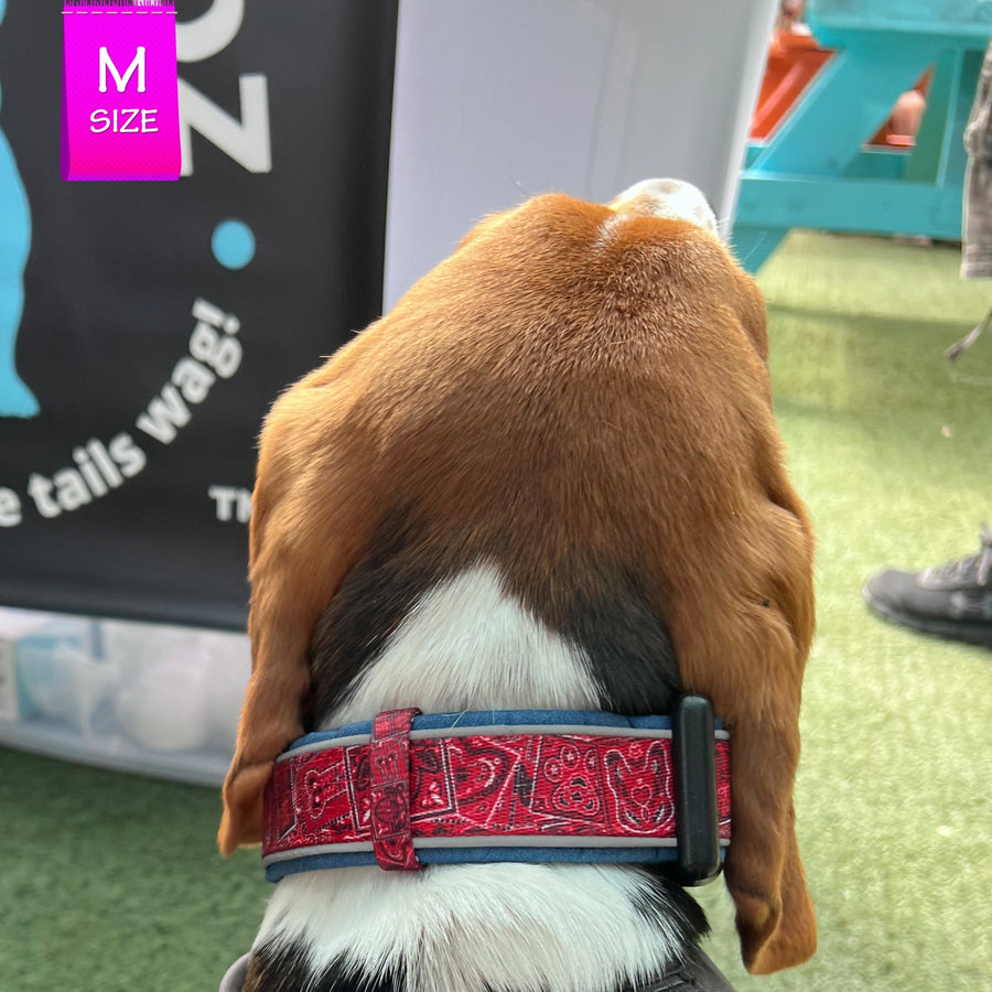 Reflective Dog Collar - Beagle dog wearing Bandana Boujee Reflective Dog Collar with Denim padded interior - sitting indoors - Wag Trendz